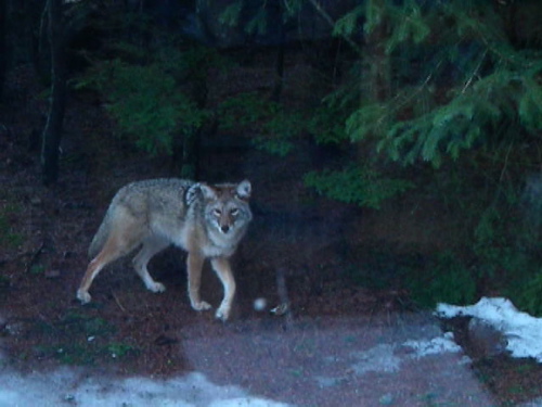 coyote